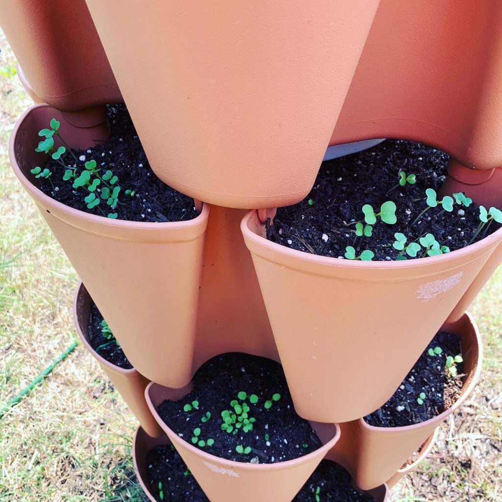 picture of vegetables growing in vertical planter