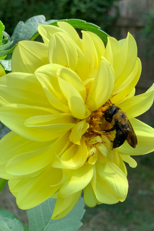 bee in yellow flower