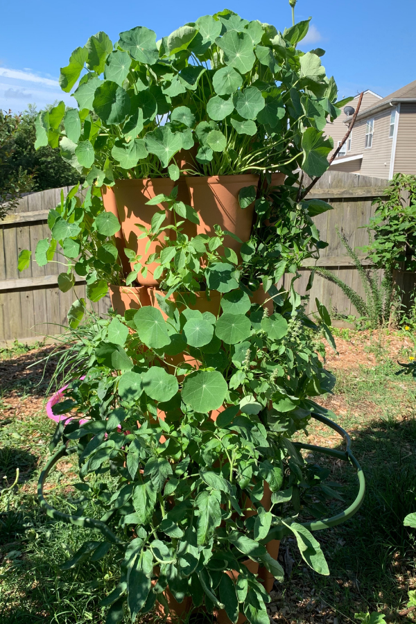 vertical planter full of vegetables