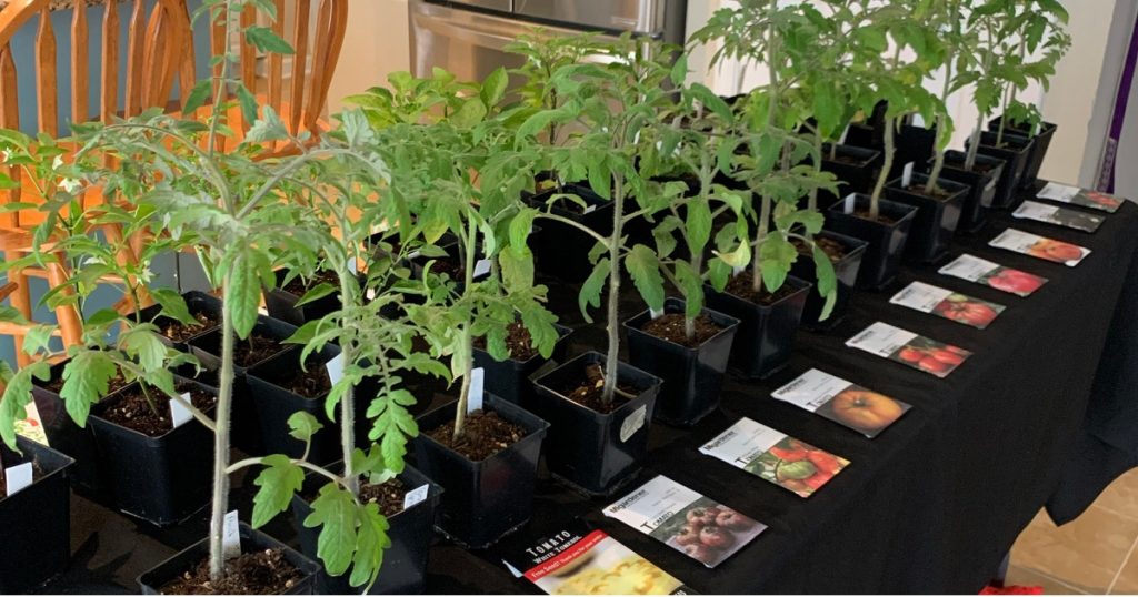 Table of tomato seedlings for sale 