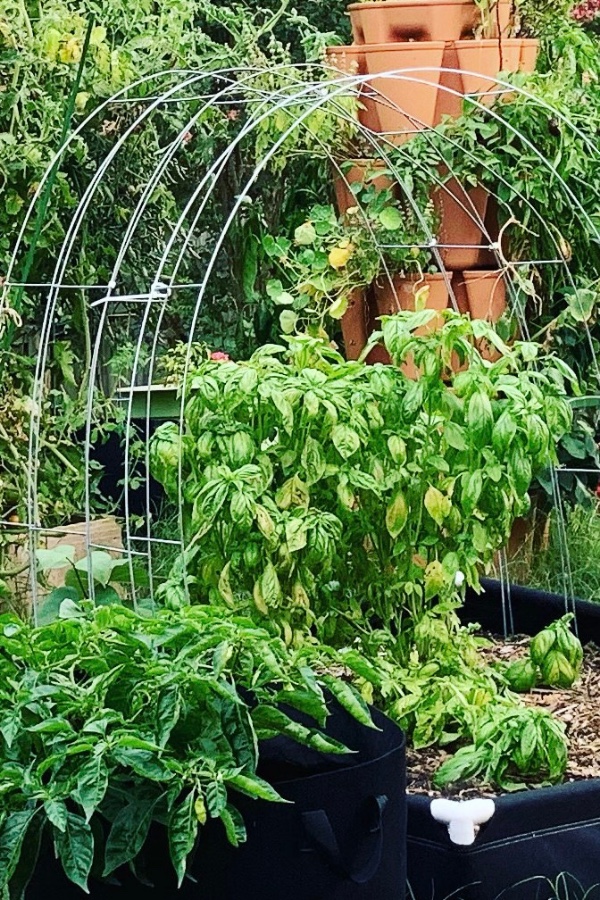 Cheap and Easy Garden Trellis