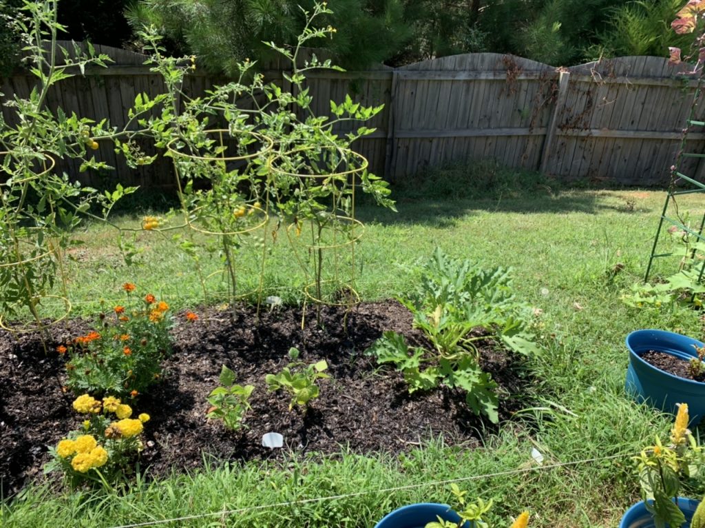 Picture of beginner garden