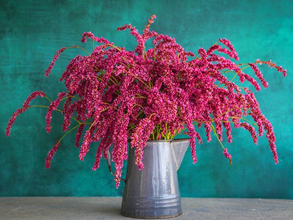 14 Beautiful Pink Veggies and Flowers Create an Enchanting Garden!