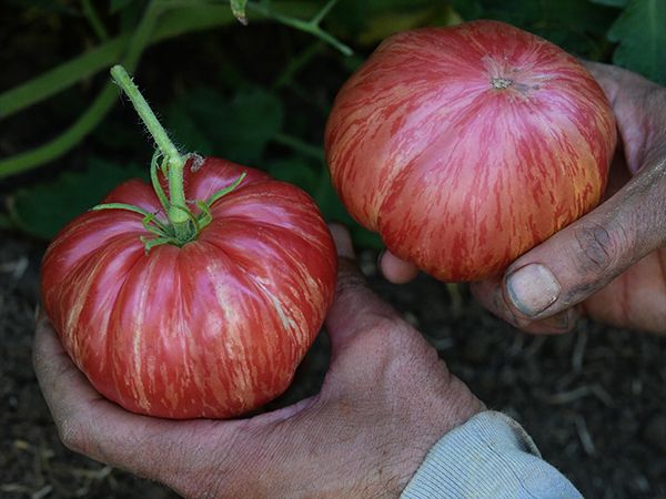 pink jazz tomatoes will woo you in your enchanted garden