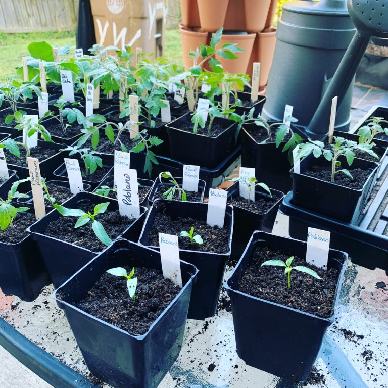 A Simple Way to Harden Off Seedlings in 7 Days