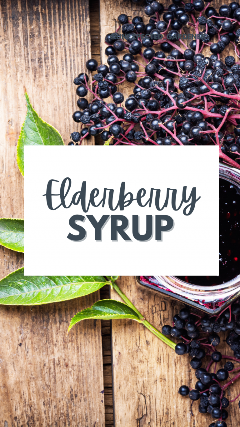 The Best Elderberry Syrup in The Instant Pot
