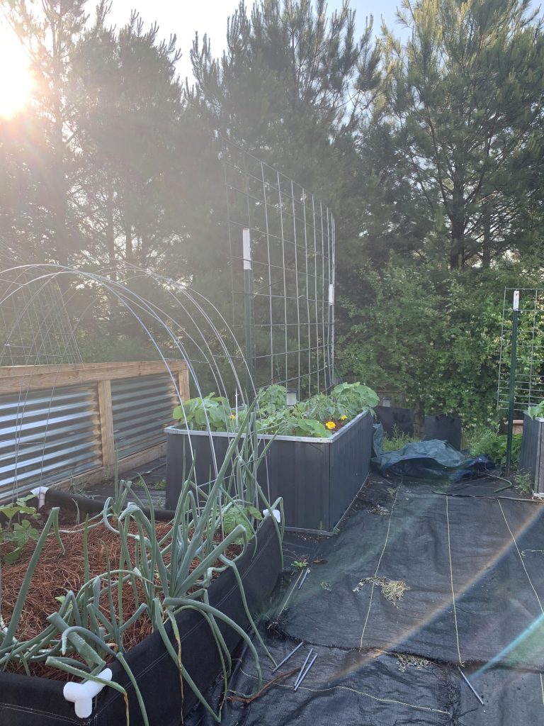 How to Grow Food on a Small Property