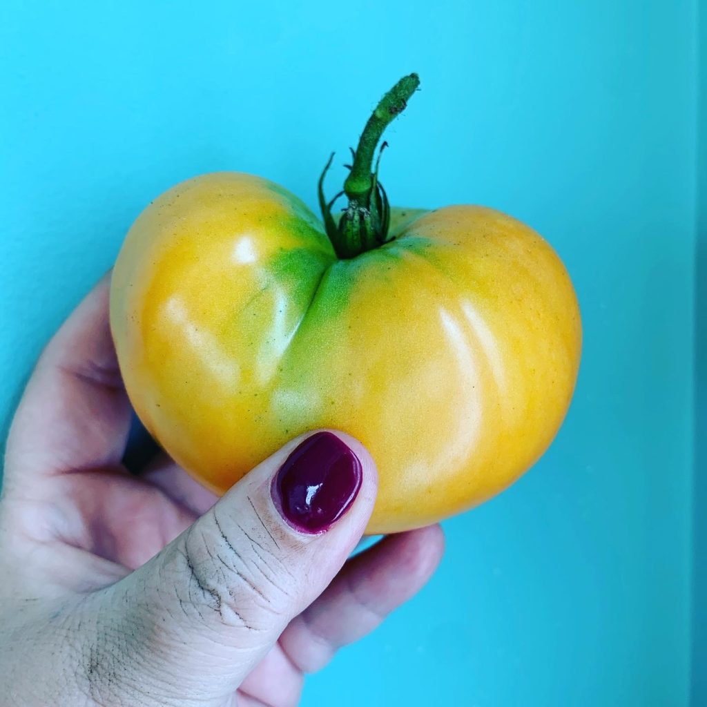 yellow tomato